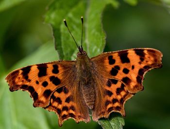 Close-up of butterfly