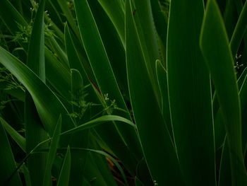 Full frame shot of green leaves on field