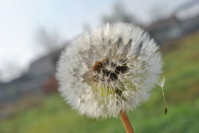 Close-up of dandelion