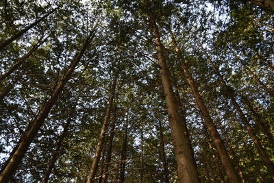 Low angle view of trees in forest