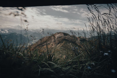 Grass on field against sky