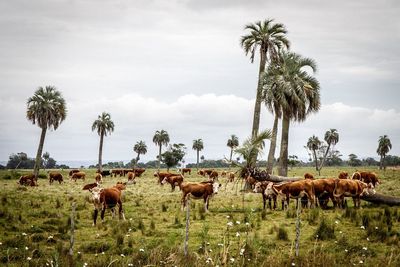 Cows grazing on grassy field