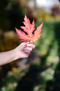 Close-up of hand holding maple leaves during autumn