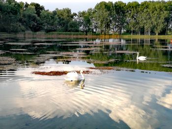 Swan swimming in a lake