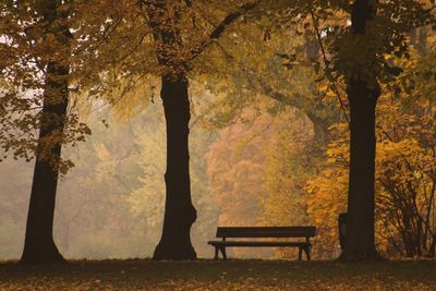 Trees in park during autumn