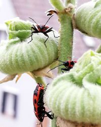 Close-up of insect on flower