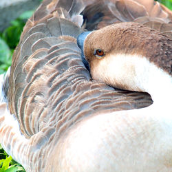 Close-up of a bird