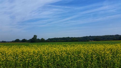 Scenic view of oilseed rape field against sky