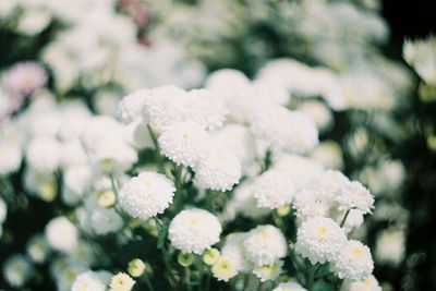 Close-up of white flowering plant