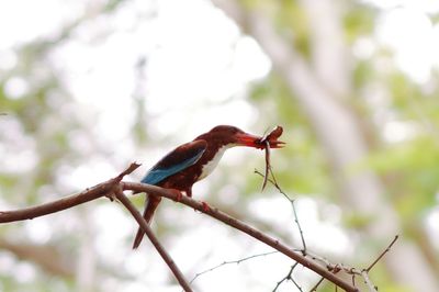 Close-up of bird perching on branch