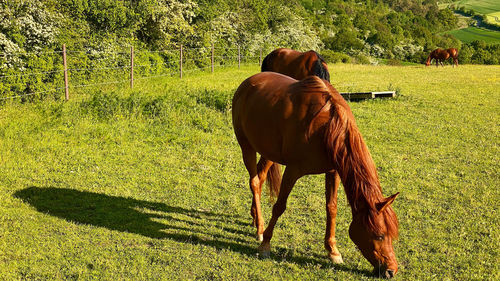 Horse grazing in a field