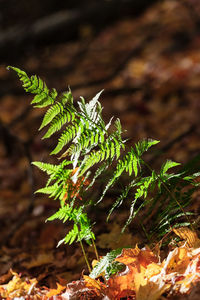 Close-up of dry leaves