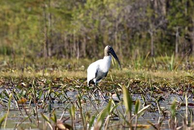 Side view of stork in lake