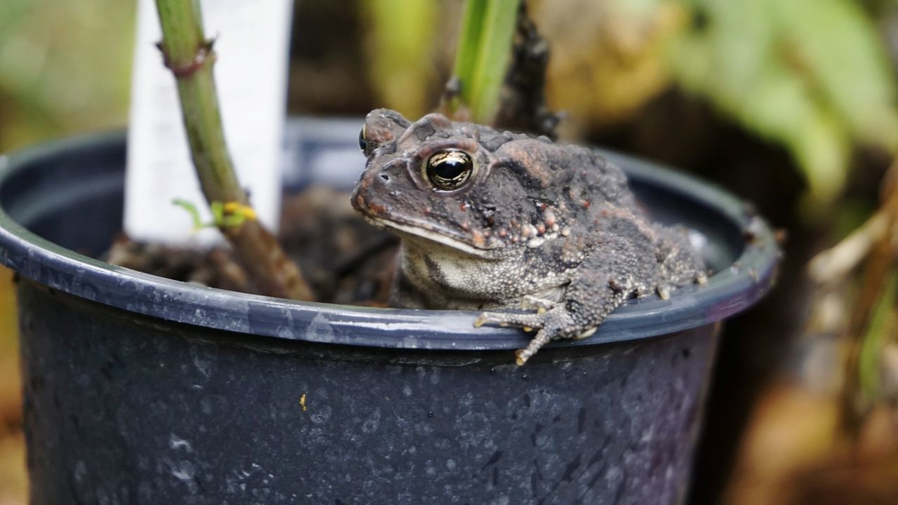 CLOSE-UP OF FROG ON PLANT