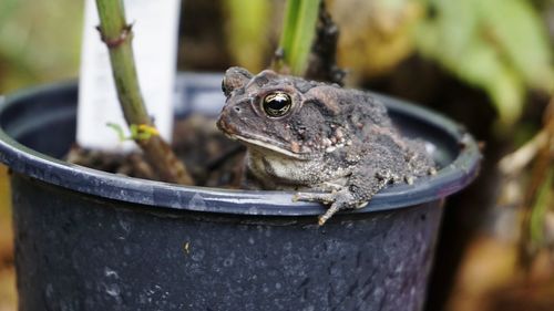 Close-up of frog on metal