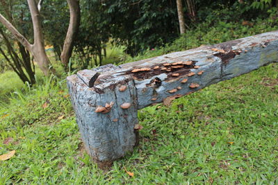 Wood on tree trunk in forest