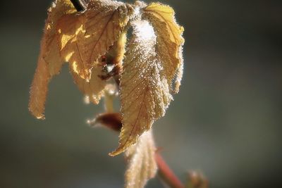 Yellow leaves