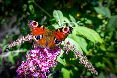 Butterfly on flower