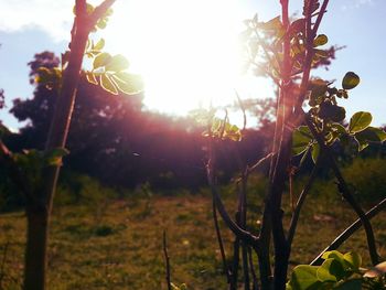 Sun shining through trees