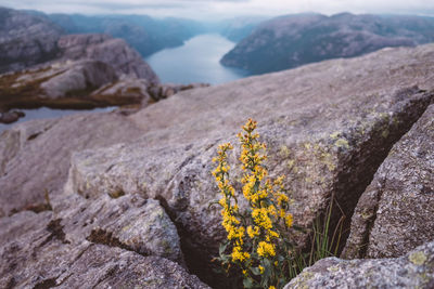 Yellow flowers amidst rocks with fjords view