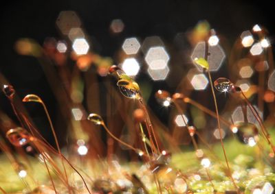 Low angle view of illuminated grass at night