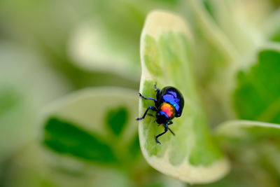 Close-up of ladybug on leaf