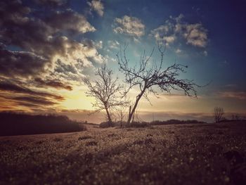 Bare tree on field against sky during sunset