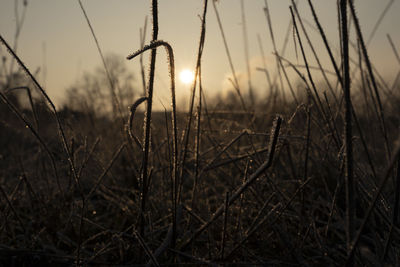 Close-up of grass on field against sky during sunset