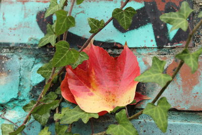 Close-up of autumn leaves