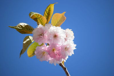Low angle view of cherry blossoms against blue sky