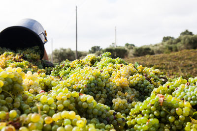 View of grapes in vineyard