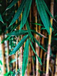 Close-up of bamboo plant on field