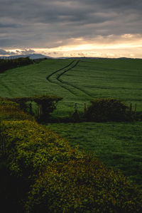 Scenic view of agricultural field against sky during sunset