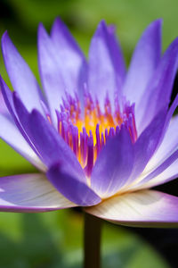 Close-up of purple water lily