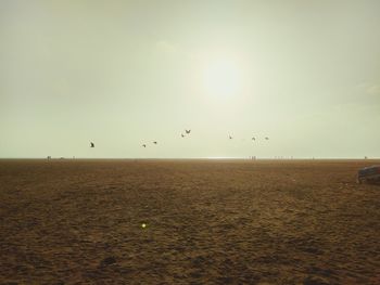 Birds flying over beach against sky