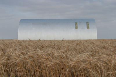 Wheat field against sky