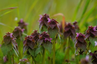 Close-up of wilted flowering plant