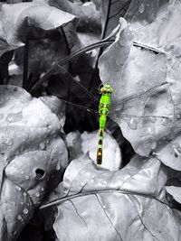 Close-up of insect