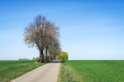 Empty road amidst field against clear blue sky