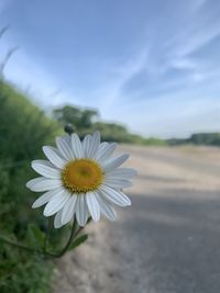 Close-up of white daisy flower on field