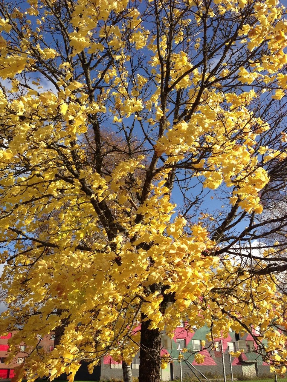 tree, autumn, branch, change, yellow, season, growth, low angle view, nature, leaf, park - man made space, beauty in nature, tree trunk, day, outdoors, tranquility, sky, park, sunlight