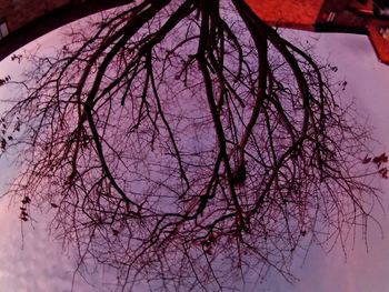 Low angle view of bare tree against sky