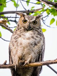 Low angle view of owl perching on branch