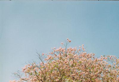 Low angle view of flowering plant against clear sky