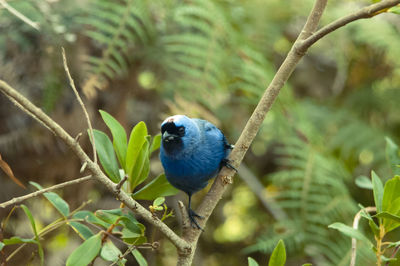 Close-up of bird perching on plant