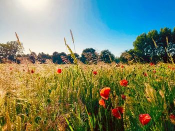Close-up of flowering plants on field against sky