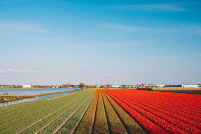 Scenic view of agricultural field against blue sky