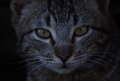 Close-up portrait of a cat