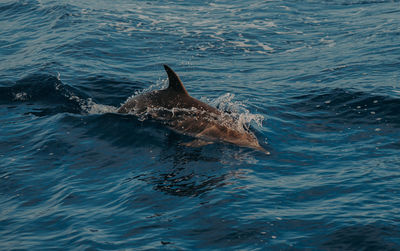 High angle view of swimming in sea