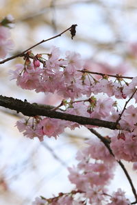 Low angle view of cherry blossoms in spring